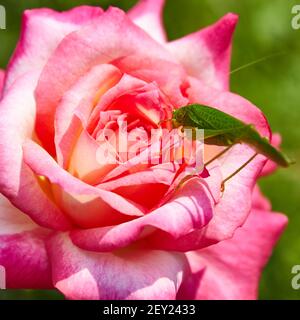 Katydid Tettigonia Cantans auf einer rosa Rose. Stockfoto