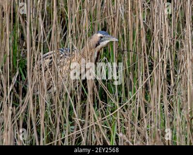 Bittern- Botaurus stellaris in Penrose, Helston, Cornwall, UK. Ein überwinterlicher Besucher. Stockfoto