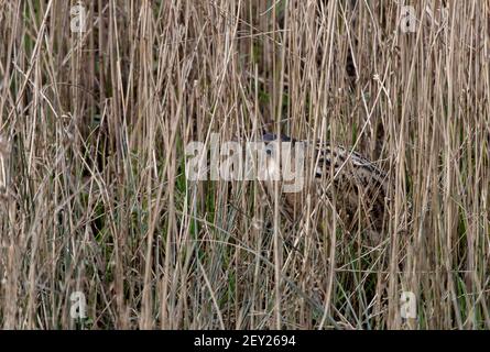 Bittern- Botaurus stellaris in Penrose, Helston, Cornwall, UK. Ein überwinterlicher Besucher. Stockfoto