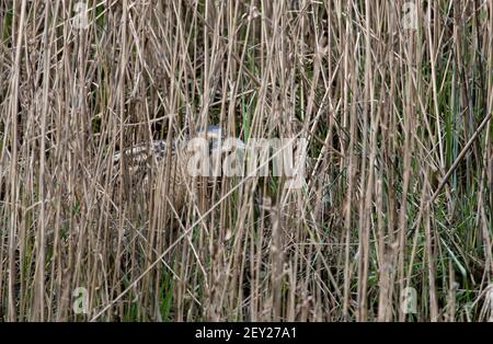 Bittern- Botaurus stellaris in Penrose, Helston, Cornwall, UK. Ein überwinterlicher Besucher. Stockfoto