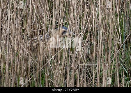 Bittern- Botaurus stellaris in Penrose, Helston, Cornwall, UK. Ein überwinterlicher Besucher. Stockfoto