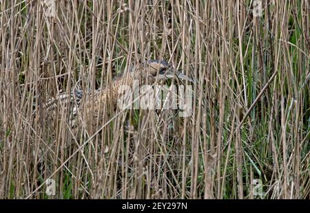 Bittern- Botaurus stellaris in Penrose, Helston, Cornwall, UK. Ein überwinterlicher Besucher. Stockfoto