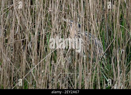 Bittern- Botaurus stellaris in Penrose, Helston, Cornwall, UK. Ein überwinterlicher Besucher. Stockfoto