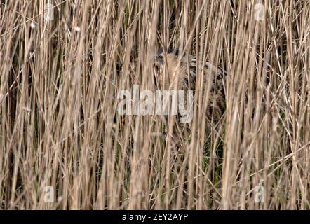 Bittern- Botaurus stellaris in Penrose, Helston, Cornwall, UK. Ein überwinterlicher Besucher. Stockfoto