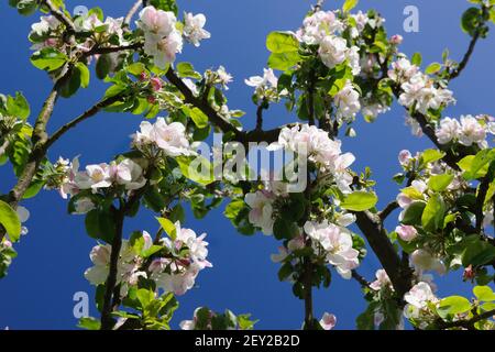 Blüte auf Tom Putt Apfelbaum (auch bekannt als Jeffreys Sämling) Früher Herbst Wüstenapfel, fertig August, hält bis Februar. Apfel für zwei Zwecke. Stockfoto