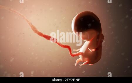 Menschlicher Fötus oder Embryo im Körper. 3D gerenderte Abbildung. Stockfoto