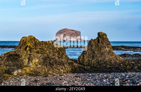 Bass Rock vulkanische Insel mit Leuchtturm eingerahmt von Uferfelsen an einem Strand, Firth of Forth, Schottland, Großbritannien Stockfoto