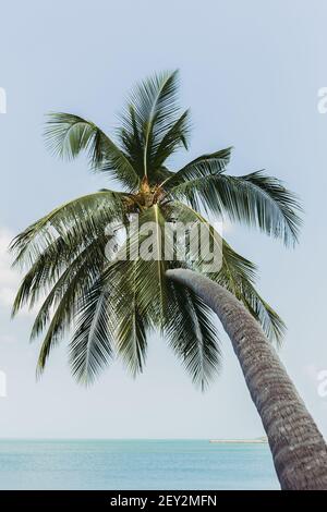 Einzelne Kokospalme beugt sich in Richtung Meer auf einer tropischen Insel. Stockfoto