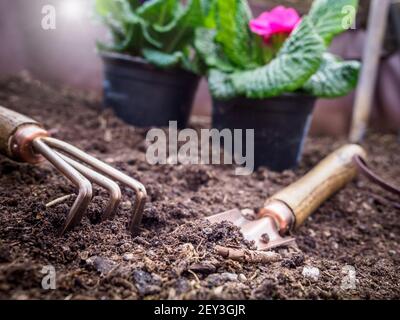 Rosa primula Blumen - primula vulgaris bereit, in den Boden mit Gartengeräten gepflanzt werden. Frühlingserwachen. Stockfoto