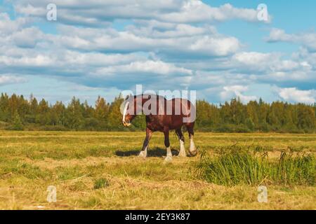 Zugpferd auf einer Sommerweide Stockfoto