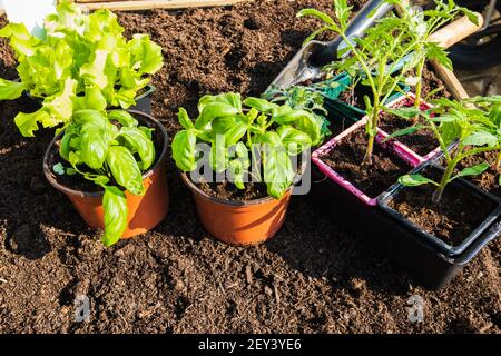 Töpfe von jungen Gemüsepflanzen für die Pflanzung im Garten im Frühjahr. Stockfoto