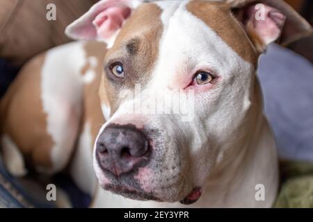 Ein Mischling Pitbull Hund (American Staffordshire Pit Bull Terrier und American Pit Bull Terrier) (Canis lupus familiaris) sieht wachsam aus. Stockfoto