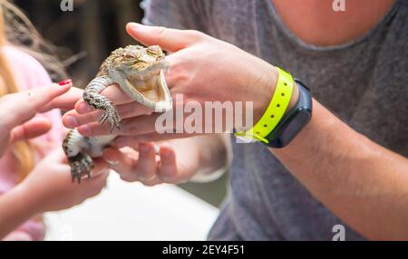 Das Kind hält ein kleines Krokodil in seinen Händen. Selektive konzentrieren. Natur. Stockfoto