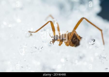 Wingless limoniid Kranich fliegen (Chionea lutescens) Gehen auf Schnee Stockfoto