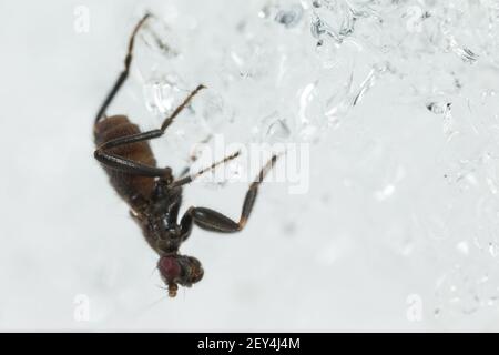 Kleine Mistfliege (Crumomyia pedestris), die auf Schnee läuft Stockfoto