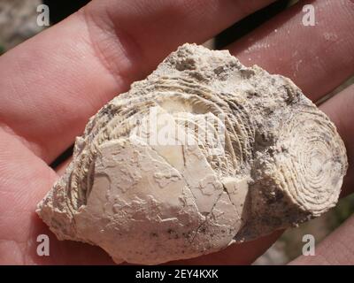 Ammonit ist ein prähistorisches Fossil auf einem Felsen in der Handfläche einer menschlichen Hand Stockfoto