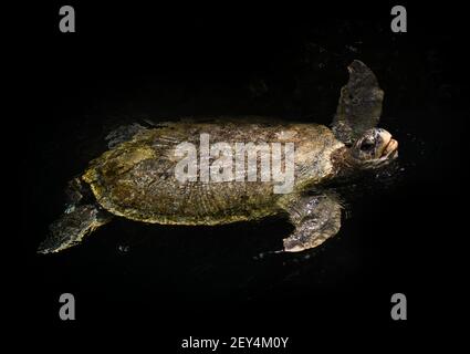 Meeresschildkröte schwimmt in freier Wildbahn Stockfoto