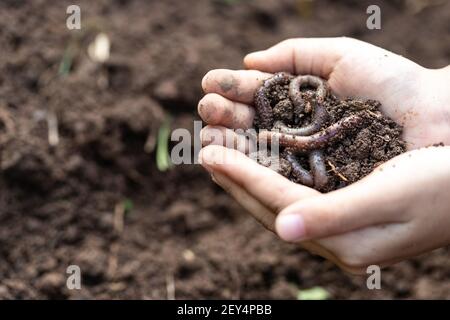 Hände halten Würmer mit Erde. Ein Bauer, der eine Gruppe Regenwürmer in seinen Händen zeigt. Stockfoto