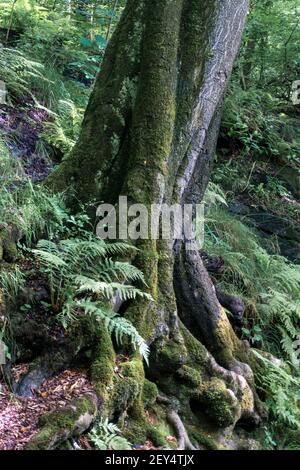 Healey Dell Nature Reserve - Naturschutzgebiet in Whitworth, Lancashire nördlich von Rochdale. Stockfoto