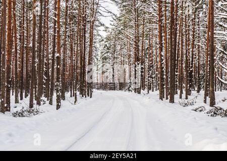 Die Straße führt durch den Winter Pine Forest Stockfoto