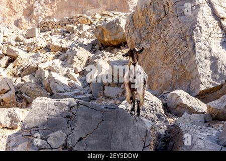 Schwarz-weiß haarige weibliche Ziege (Rehe, Kindermädchen) auf den Felsen in Jebel Jais Gebirge, Hajar Berge, Vereinigte Arabische Emirate Stockfoto