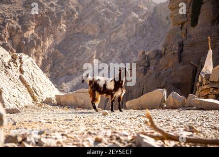 Schwarz-weiß behaarte weibliche Ziege (Rehe, Kindermädchen) steht auf den Felsen in Jebel Jais Bergkette mit steilen Klippen im Hintergrund, Hajar Mountains. Stockfoto