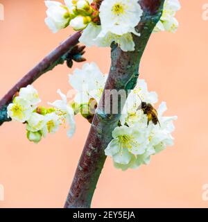 Nahaufnahme einer Biene, die eine Kirschblüte bestäubt Stockfoto