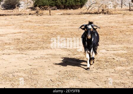 Schwarz-weiße böse Ziege (Bock) mit Hörnern und gelben Augen, wach in Richtung der Kamera in Hidden Oasis, Jebel Jais Bergkette, Hajar Mountains Stockfoto