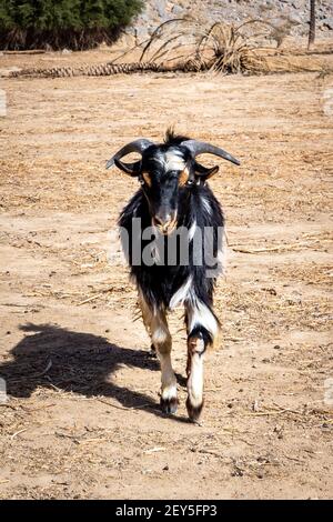 Schwarz-weiße böse Ziege (Bock) mit Hörnern und gelben Augen, wach in Richtung der Kamera in Hidden Oasis, Jebel Jais Bergkette, Hajar Mountains Stockfoto