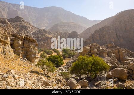 Versteckte Oase in Jabel Jais Bergkette, Blick auf die Landschaft mit grünen üppigen Palmen und Akazien, felsige Berge im Hintergrund. Stockfoto