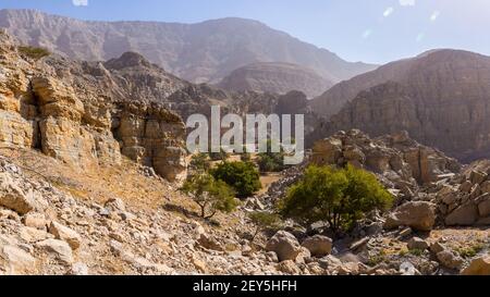 Versteckte Oase in Jabel Jais Bergkette, Panorama mit grünen üppigen Palmen und Akazien, felsige Berge im Hintergrund. Stockfoto