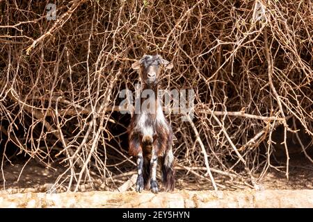 Schwarz-weiß haarige weibliche Ziege (Rehe, Kindermädchen) steht auf den Felsen in Jebel Jais Bergkette, Hajar Mountains, Vereinigte Arabische Emirate, mit trockenem BH Stockfoto