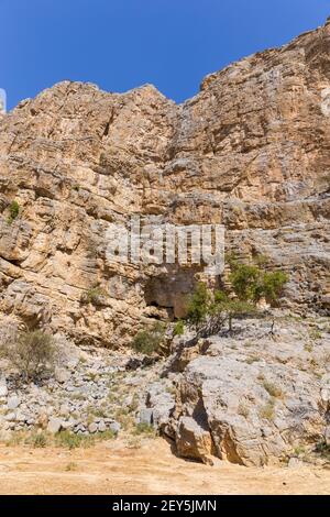 Vertikale Kalksteinklippe in Hidden Oasis in Jebel Jais Bergkette, mit Zwergakazien wachsen auf den Felsen, Hajar Mountains, VAE Stockfoto