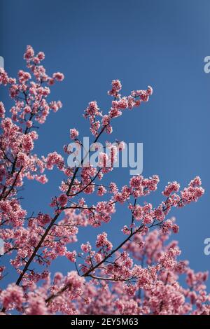 Kirschblüten Äste und Blüten gegen einen leuchtend blauen Frühling Himmel Stockfoto