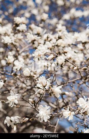 Weiße Sternmagnolie blüht auf einem Baum gegen ein Blau Himmel im Frühling Stockfoto