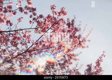 Kirschblüten Äste und Blüten gegen einen leuchtend blauen Frühling Himmel Stockfoto