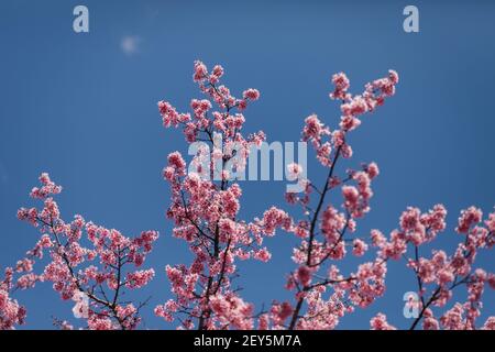 Kirschblüten Äste und Blüten gegen einen leuchtend blauen Frühling Himmel Stockfoto