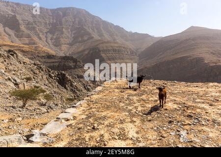 Schwarze und braune Ziegen (Böcke) mit Hörnern und gelben Augen, wachen auf einem steinigen Boden mit felsigen kargen Bergen im Hintergrund in Jebel Jais mountai Stockfoto