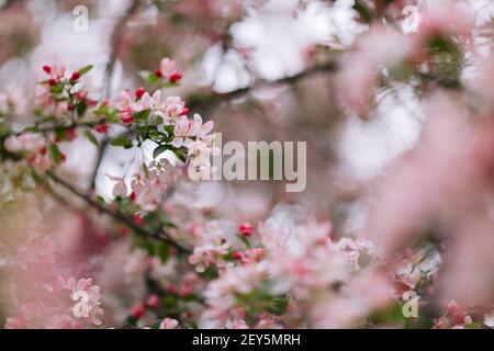 Hellrosa Krabben blüht im Frühling auf einem Ast Stockfoto