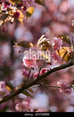 Süße rosa Kirsche blüht auf einem Zweig im Sonnenlicht hinein Feder Stockfoto