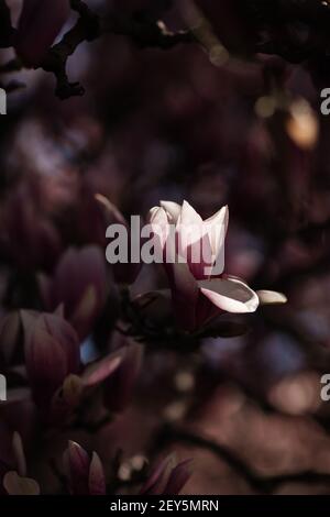 Rosa und weiße Untertasse Magnolia blüht auf einem Baum im Frühling. Stockfoto