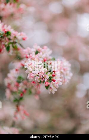 Im Frühling blüht auf dem Ast ein heller und leuchtender rosa Krabbenbaum Stockfoto