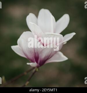 Rosa und weiße Untertasse Magnolia blüht auf einem Baum im Frühling. Stockfoto