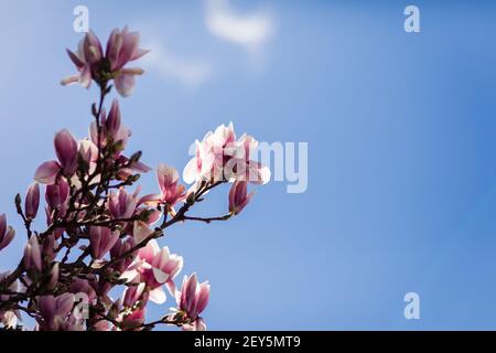 Rosa und weiße Magnolie blüht gegen blauen Frühlingshimmel mit Sonnenlicht Stockfoto