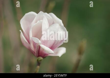 Rosa und weiße Untertasse Magnolia blüht auf einem Baum im Frühling. Stockfoto