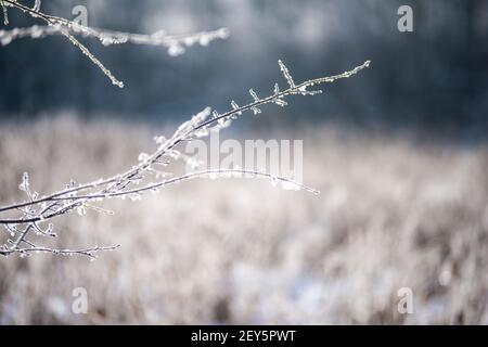 Hintergrundbeleuchteter frostbedeckter Zweig mit unscharfem Hintergrund Stockfoto