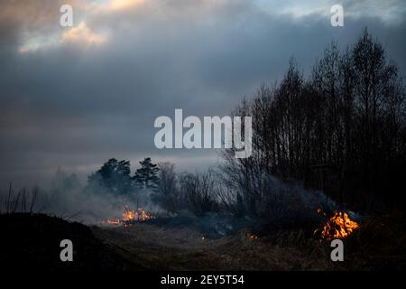 Trockenes Gras brennend im Wald und Wiesen, Abenduntergang Stockfoto