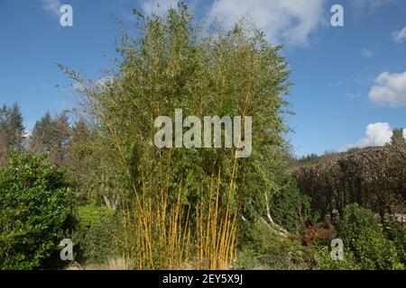Wintersonne auf der Evergreen auffälligen Yellow Groove Bamboo Plant (Phyllostachys aureosulcata f. spectabilis) wächst in einem Garten in Rural Devon, England Stockfoto