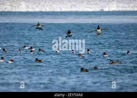 Fliegende Rotschopf- und Leinwandenten im Begriff, eine Herde auf dem Wasser zu verbinden. Stockfoto