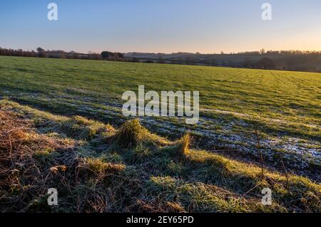 Warmes Morgenlicht über frostigen ländlichen Feldern in Hampshire, England Stockfoto